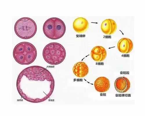 潍坊试管助孕成功率高的医院Top10排行 代怀中心预约电话